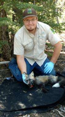 Sierra Nevada red fox collared by ODFW