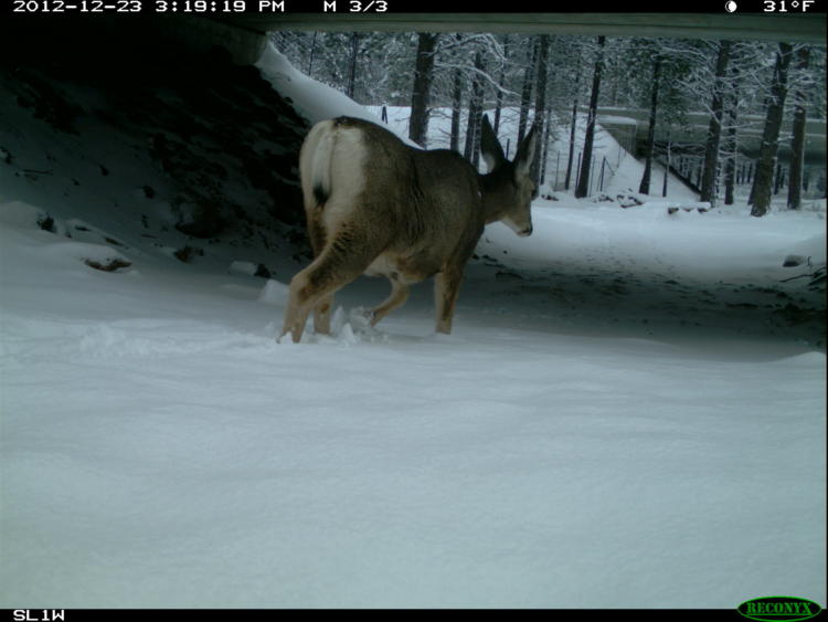 A mule deer crosses Highway 97, using the wildlife crossing structure.