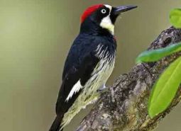 Acorn-woodpecker_Keith-Kohl_460.jpg