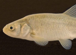 Alvord Lake Chub