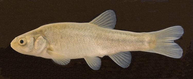 Alvord Lake Chub