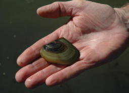 Winged Floater Freshwater Mussel in the Columbia Slough.