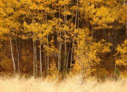 Example of the Aspen Woodlands Strategy Habitat, within Fremont-Winema National Forest, Oregon