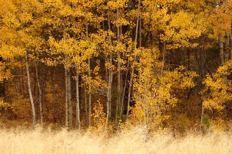 Example of the Aspen Woodlands Strategy Habitat, within Fremont-Winema National Forest, Oregon