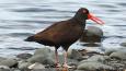 Black_Oystercatcher_Amanda_Gladics_USFWS_IMG_0237_460.jpg