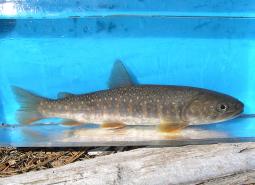 Bull Trout