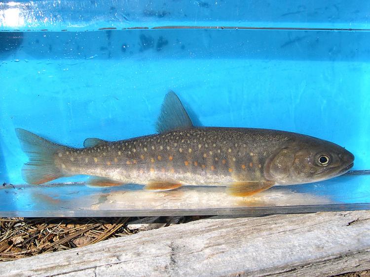 Bull Trout