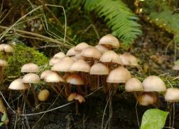 Mushrooms in Forest Park