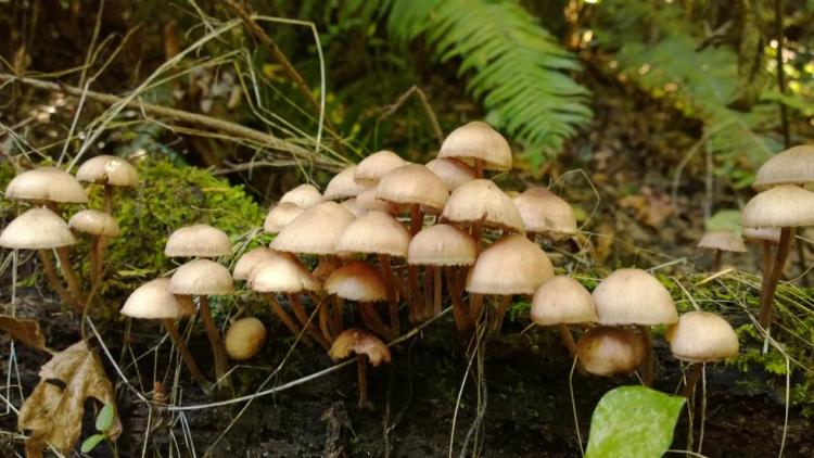 Mushrooms in Forest Park