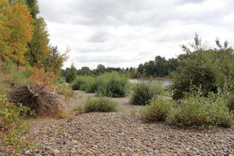 Middle Willamette River Floodplain