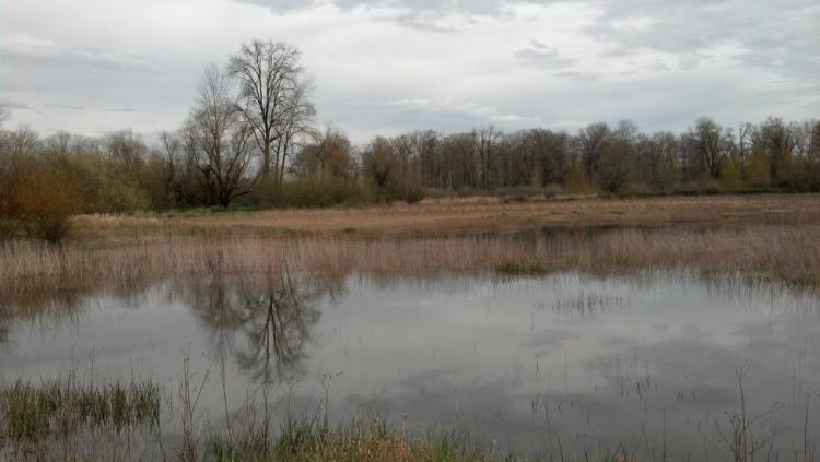 Upper Willamette River Floodplain