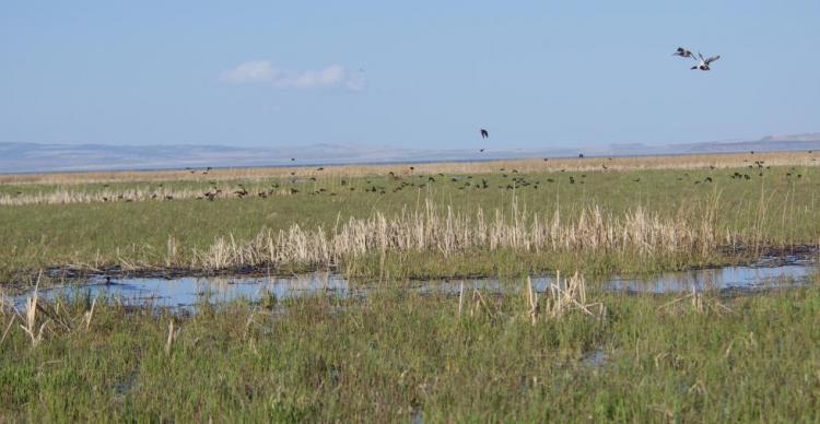 Harney Lake/Malheur Lake area