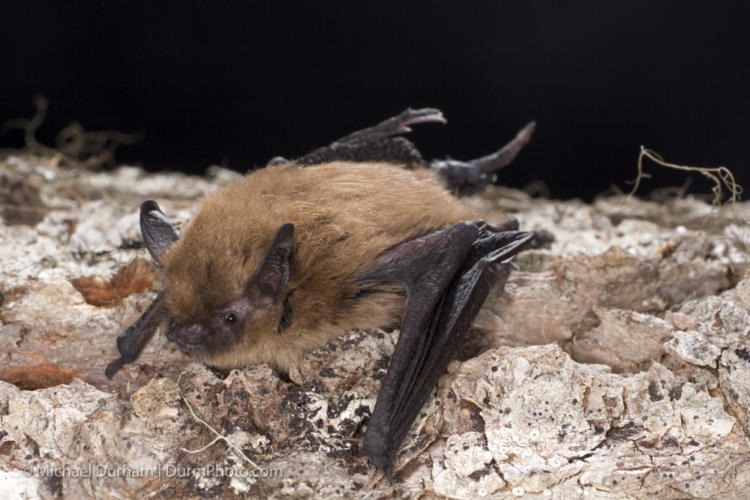 California Myotis on tree