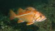 Canary_rockfish_Janna_Nichols_460.jpg