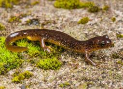 Cascade Torrent Salamander