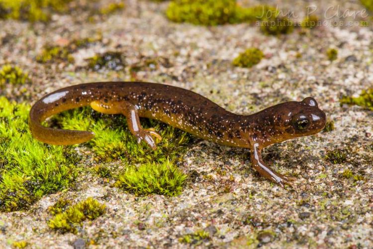 Cascade Torrent Salamander