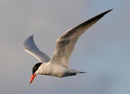 Caspian Tern