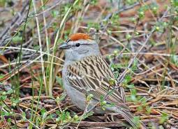 Chipping-sparrow_Keith-Kohl_460.jpg