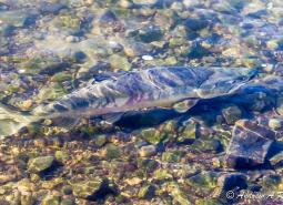 Chum Salmon