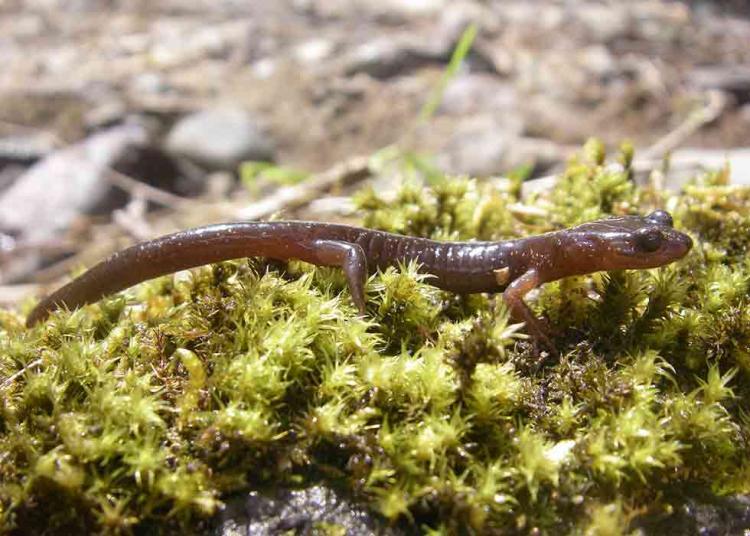 Clouded Salamander