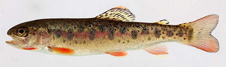 Coastal Cutthroat Trout – Oregon Conservation Strategy