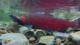 Coho_salmon_BLM_460-4.jpg