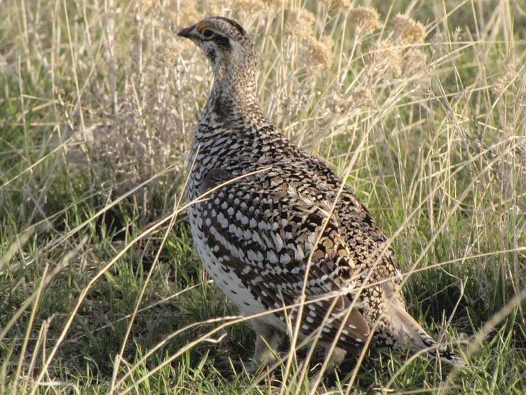 Columbian Sharp-tailed Grouse