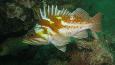 Copper_rockfish_Janna_Nichols_460.jpg