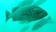 Deacon_rockfish_ODFW_460.jpg