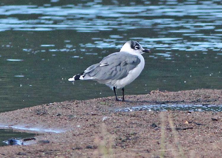 Franklin's Gull