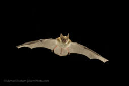 This young fringed myotis (Myotis thysanodes) bat has just learned to fly. It will, however, contnue to nurse from its mother until it is able to hunt on the wing. Coconino National Forest, Arizona.