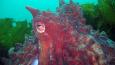 Giant_Pacific_Octopus_Janna_Nichols_460.jpg