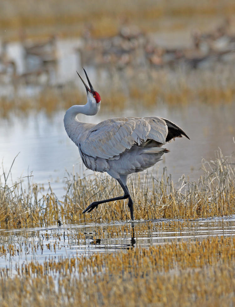 Greater Sandhill Crane – Oregon Conservation Strategy
