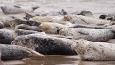 Harbor_seal_ODFW_460.jpg