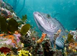A vast array of fish, invertebrates, marine mammals, birds, algae, plants, and micro-organisms live in Oregon Nearshore waters.