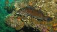 Kelp-Greenling_Janna_Nichols_460.jpg