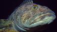 Lingcod_Taylor_Frierson_460.jpg