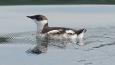 Marbled_murrelet_USFS_460.jpg