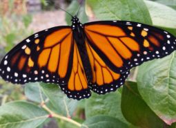 Monarch Butterfly in Corvallis, OR