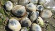 Native_littleneck_clam_ODFW_460.jpg