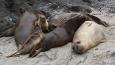 Northern_elephant_seal_Susan_Riemer_ODFW_460.jpg