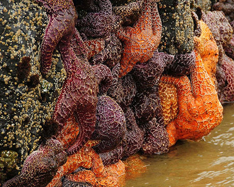 Ochre Sea Star – Oregon Conservation Strategy