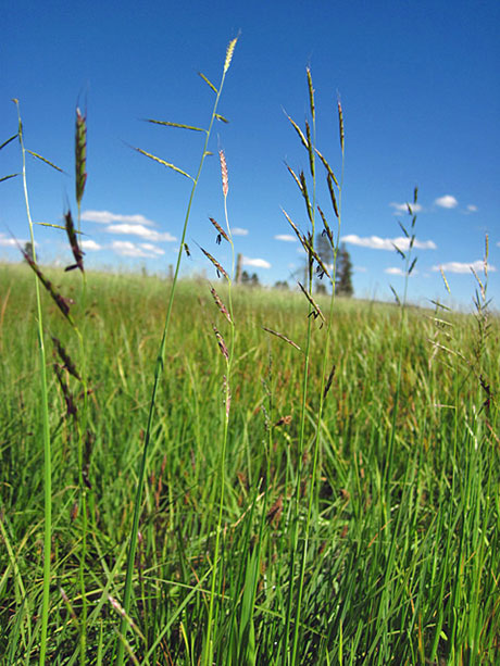 Oregon Semaphore Grass – Oregon Conservation Strategy