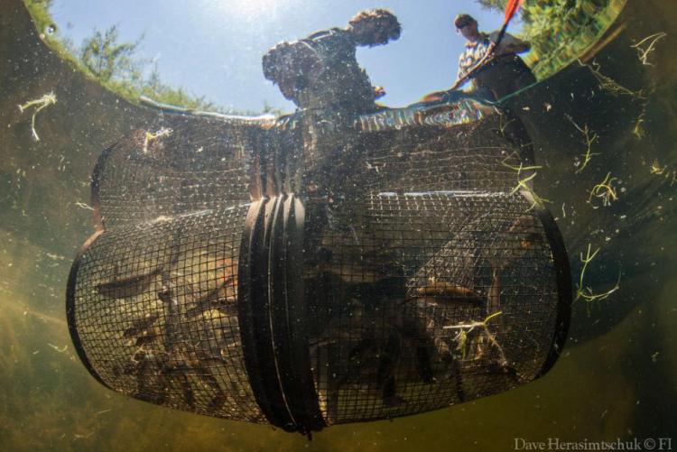 Sampling for Oregon Chub