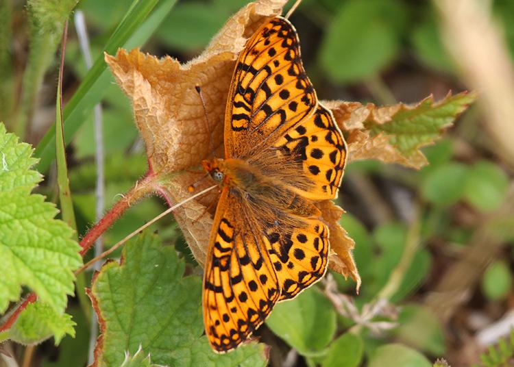 Oregon Silverspot Butterfly