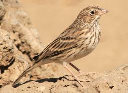 Oregon Vesper Sparrow