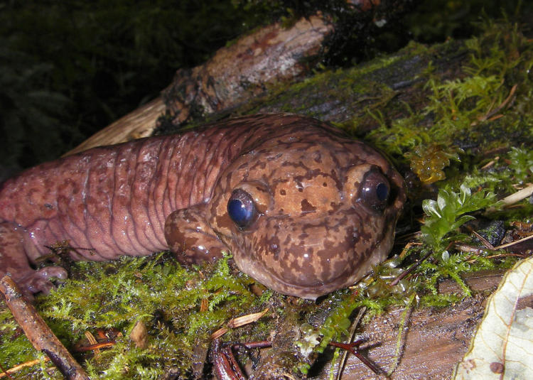 A Pacific Giant Salamander searching for food on the forest floor in the Oregon mountains. 