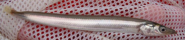Pacific Sand Lance