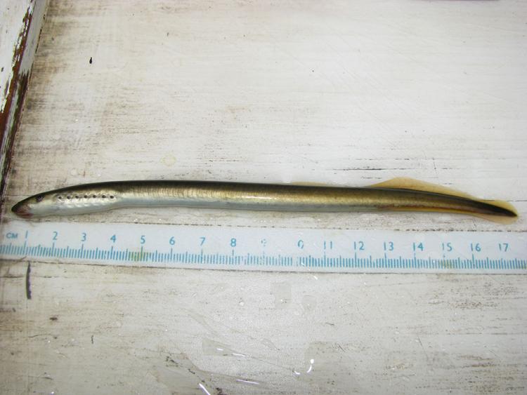 Pacific Lamprey