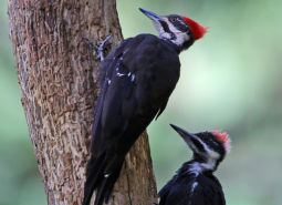 Pileated Woodpecker